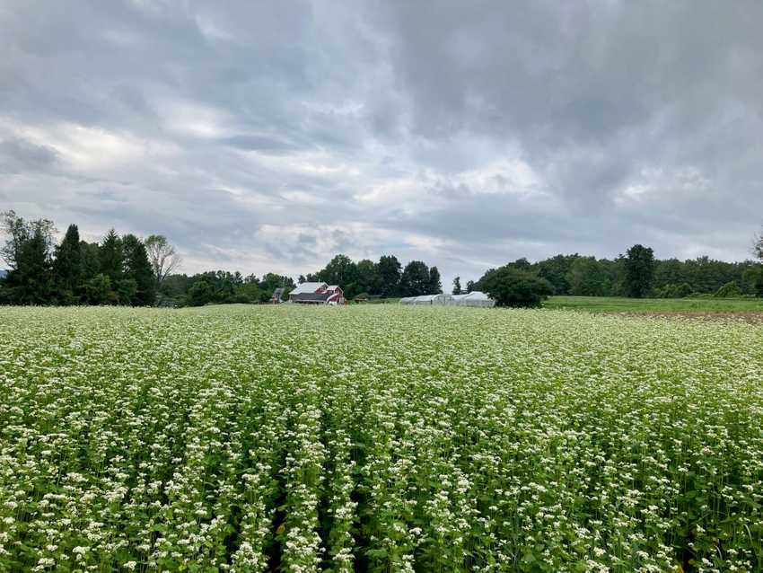 Buckwheat cover crop in bloom, with greenhouses and barn in the background