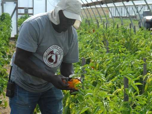 Richard harvesting greenhouse sweet peppers