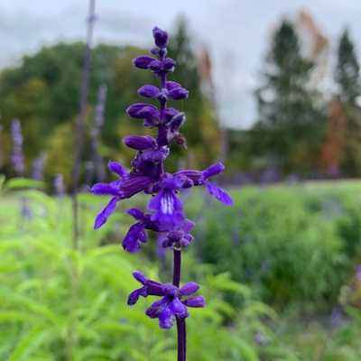 With the colder nights, the flowers in our member-only U-pick are stunning!

#foxcreekfarmcsa