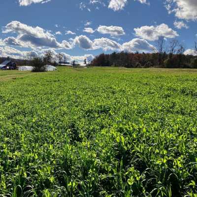 Covercrops: growing soil health in the off-season!

#foxcreekfarmcsa
#communitysupportedagriculture
#exceptional_produce