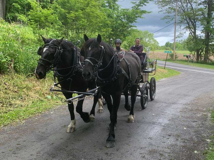 Team of Percherons hitched to carriage, driving on Fox Creek Farm Road