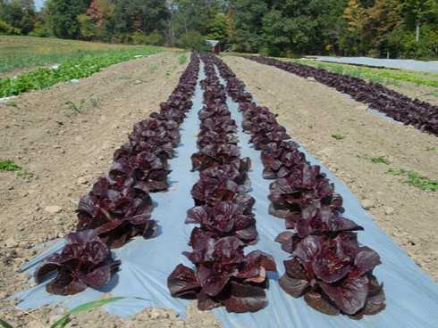 Field with fall lettuce (purple romaine lettuce)
