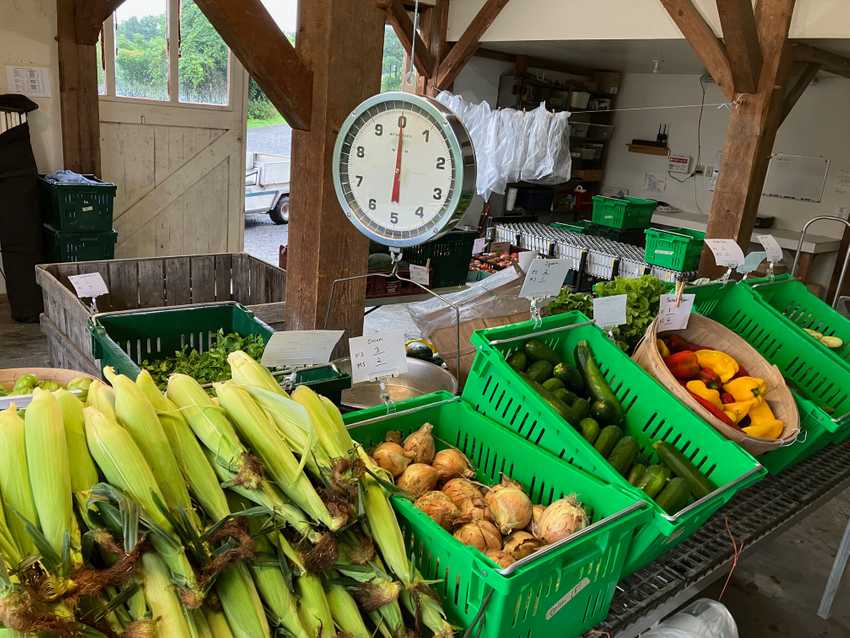 CSA pick-up, farm. Sweet corn, onions, lettuce, peppers etc.