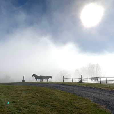 First frosty morning of this fall at Fox Creek Farm ...

#foxcreekfarmcsa