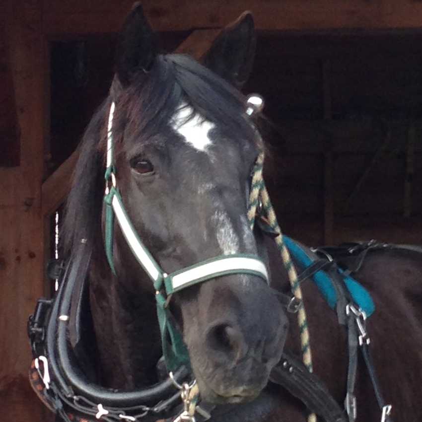 Tex the black percheron with driving harness