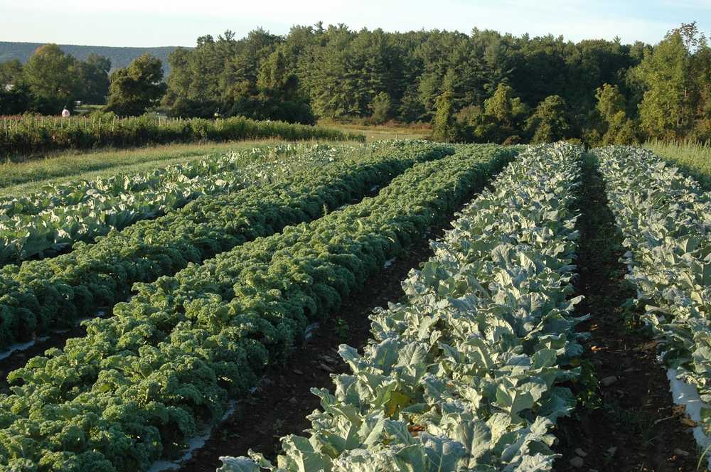 Fox Creek Farm: Exceptional produce