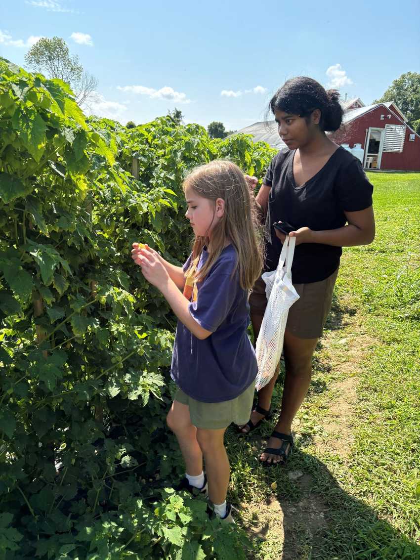 Members picking cherry tomatoes in the U-pick