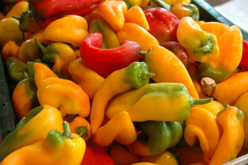 Yellow and red sweet peppers