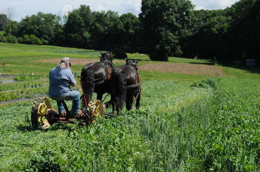 Mowing cover crops with a horse powered sickle bar mower