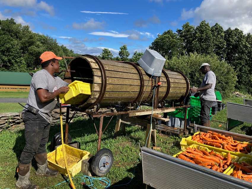 Washing carrots using a barrel type root washer