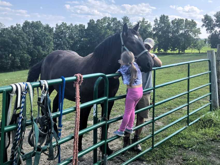 Petting horse over gate