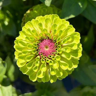 Still beautiful flowers in our member-only U-pick garden!

#foxcreekfarmcsa