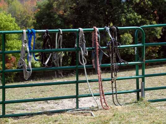Pasture gate with horse halters