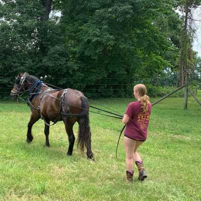 Making nice progress training our youngest Percheron draft horse!

#foxcreekfarmcsa