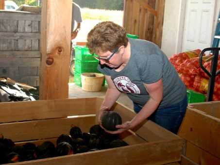 Person sorting acorn winter squash in barn