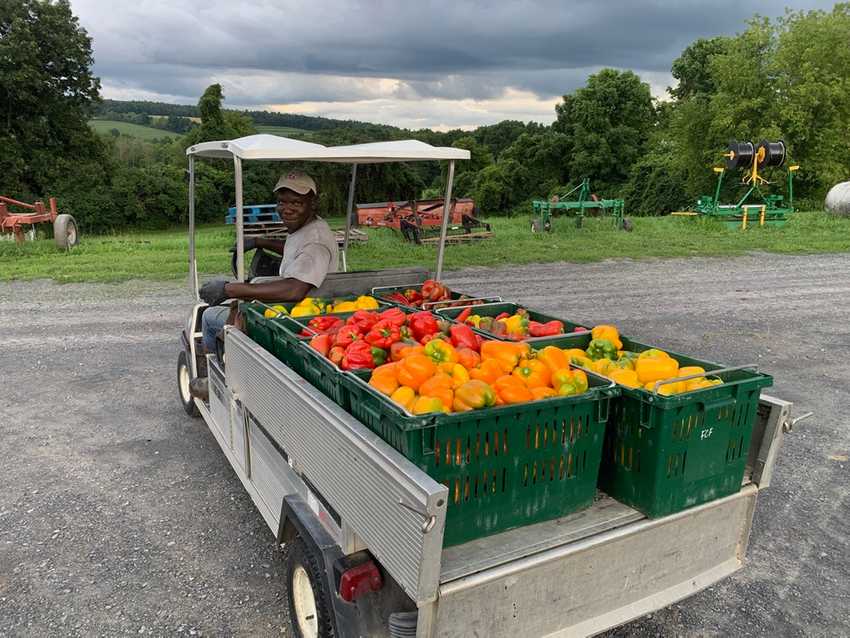 Larie bringing in a mid-summer pepper harvest