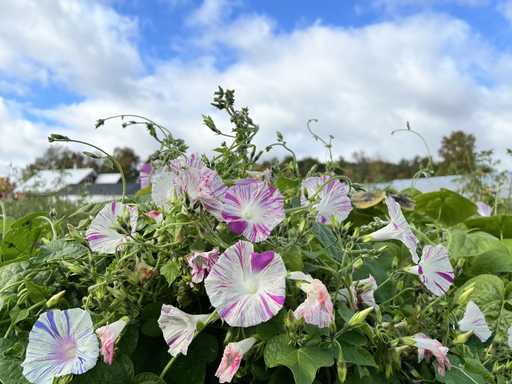 What kind of produce shares do you offer?