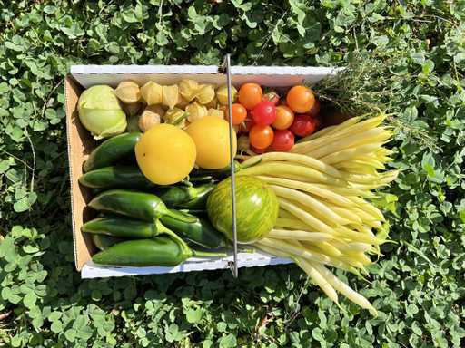 Fall 2025 U-pick harvest