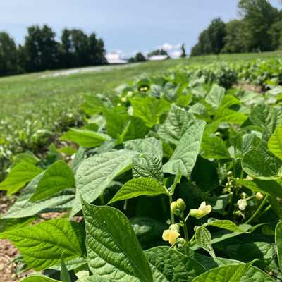 Summer harvests!

#foxcreekfarmcsa