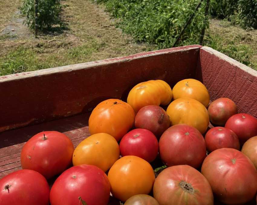 Yellow and Red heirloom tomatoes on tray, with tomato plants in the background