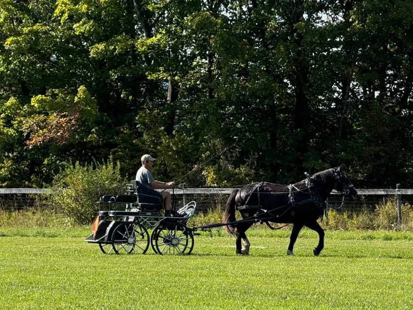 Percheron draft horse in training