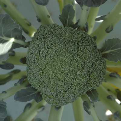 Broccoli mystery solved! 

#foxcreekfarmcsa
#exceptional_produce