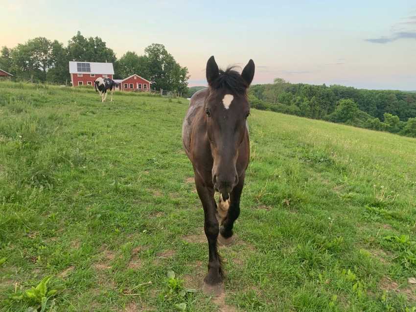 Young black percheron with other horse in background and house